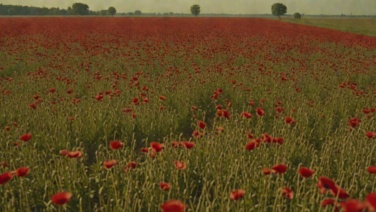 Fields of Poppies from "The Tattooist of Auschwitz". Fields of Poppies Lale Sokolov peers through the slats of the cattle train and sees fields of poppies dancing in the breeze.