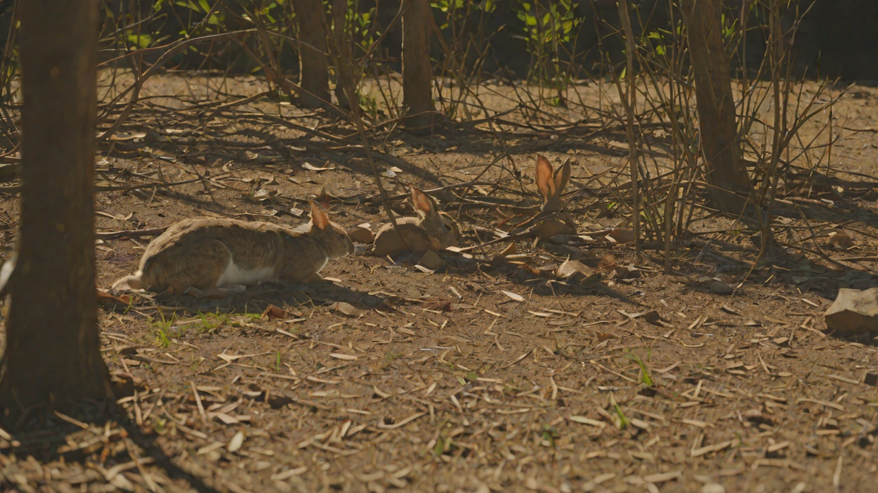 Rabbit Without Escape from "The Long Walk". Rabbit Without Escape Exposure Stebbins’s body finally fails despite his special role. The Rabbit is revealed as flesh rather than mechanism.